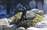 European Shag